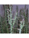 CYLINDROPUNTIA kleiniae