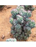 CEREUS peruvianus f. monstruous