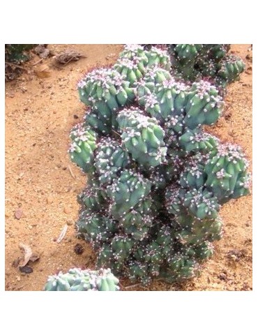 CEREUS peruvianus f. monstruous