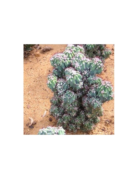 CEREUS peruvianus f. monstruous