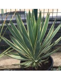 YUCCA gloriosa v. variegata