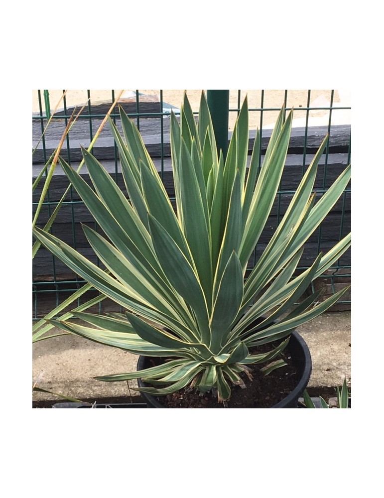 YUCCA gloriosa v. variegata