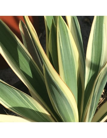 YUCCA filamentosa cv ivory towers