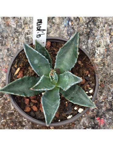 AGAVE mescalito