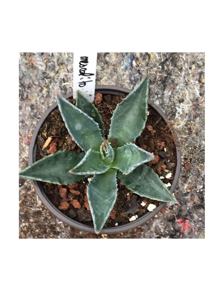 AGAVE mescalito