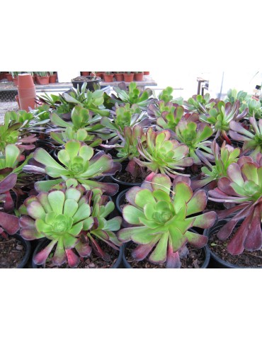 AEONIUM velour 2