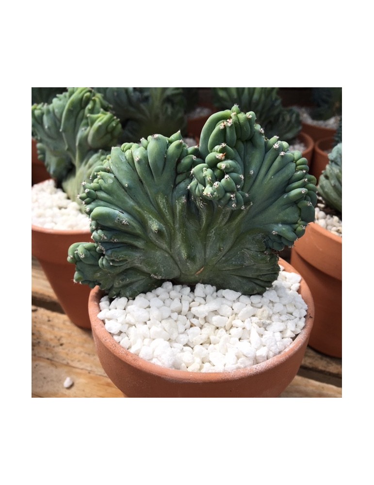 MYRTILLOCACTUS geometrizans f. cristata