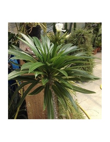 PACHYPODIUM lamerei 2