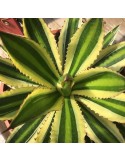 AGAVE lophanta quadricolor