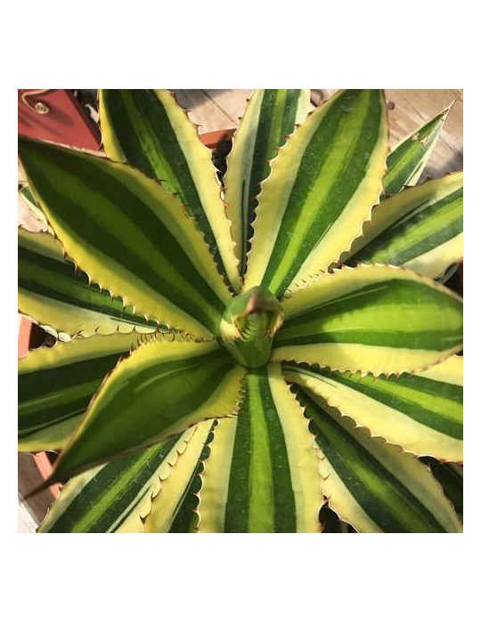 AGAVE lophanta quadricolor