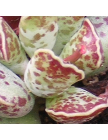 ADROMISCHUS cooperii