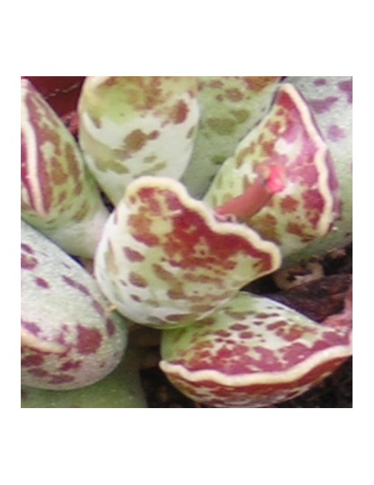 ADROMISCHUS cooperii