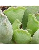 ADROMISCHUS cristatus