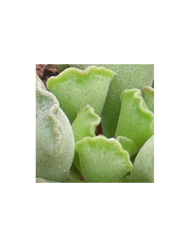 ADROMISCHUS cristatus