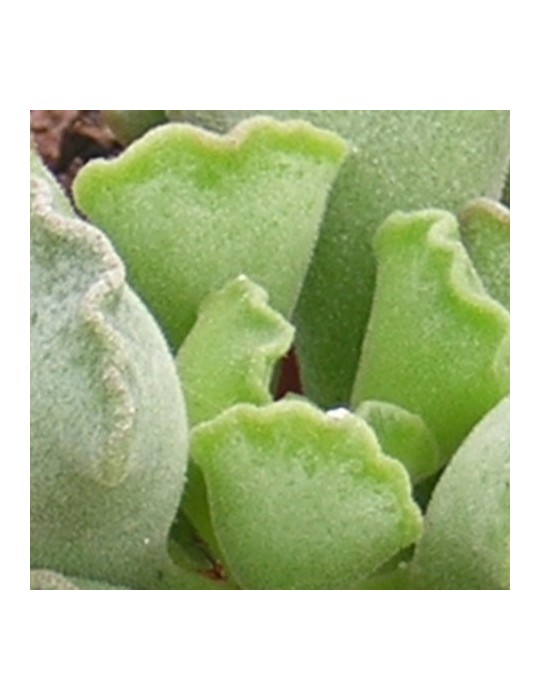 ADROMISCHUS cristatus
