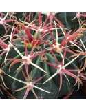 FEROCACTUS latispinus