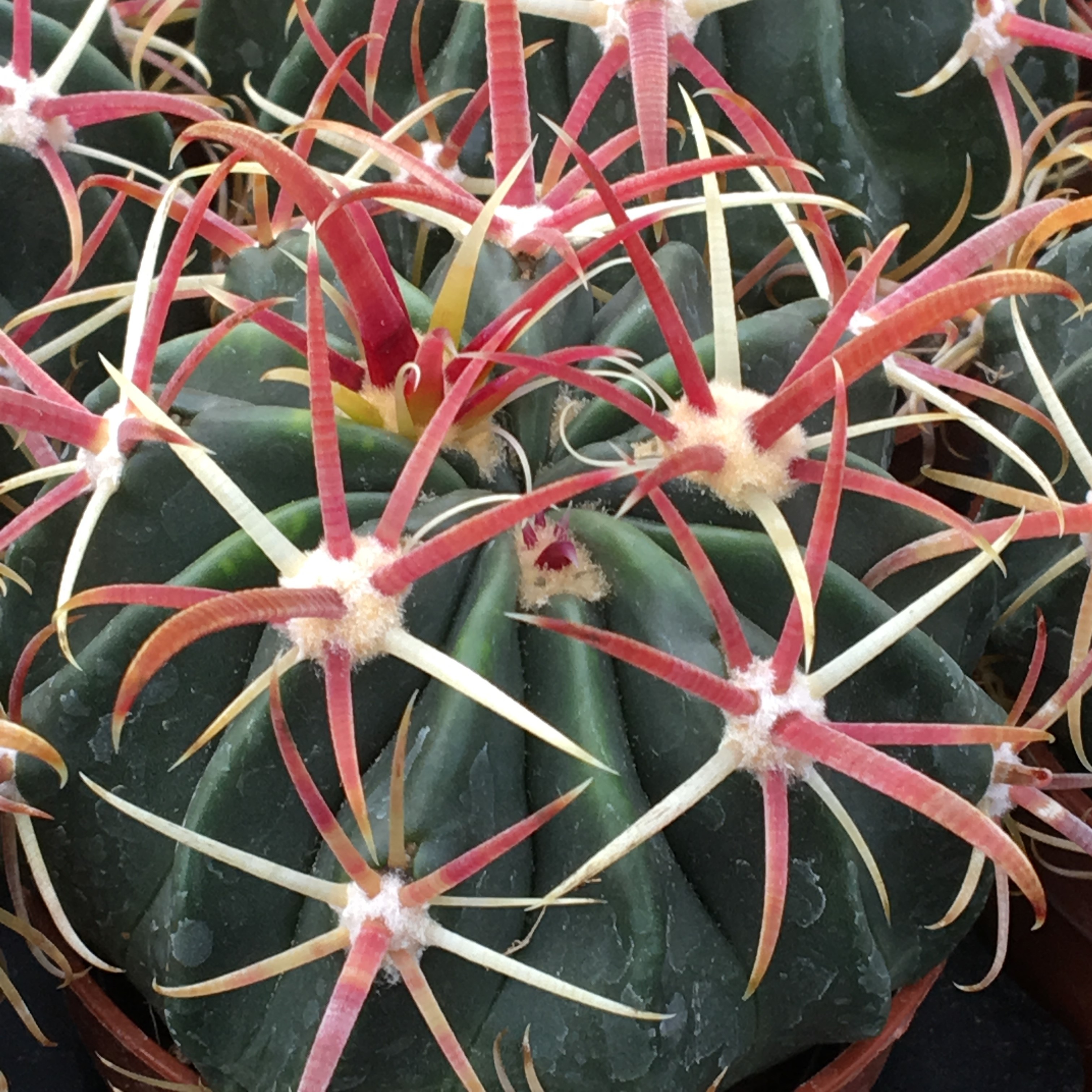 Ferocactus latispinus - Cactus vivant pot d'intérieur plante rare