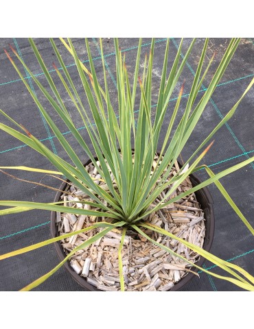 YUCCA rostrata sapphire skies