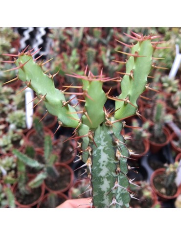 EUPHORBIA curvirama