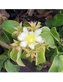 PERESKIA aculeata cv. godssefiana