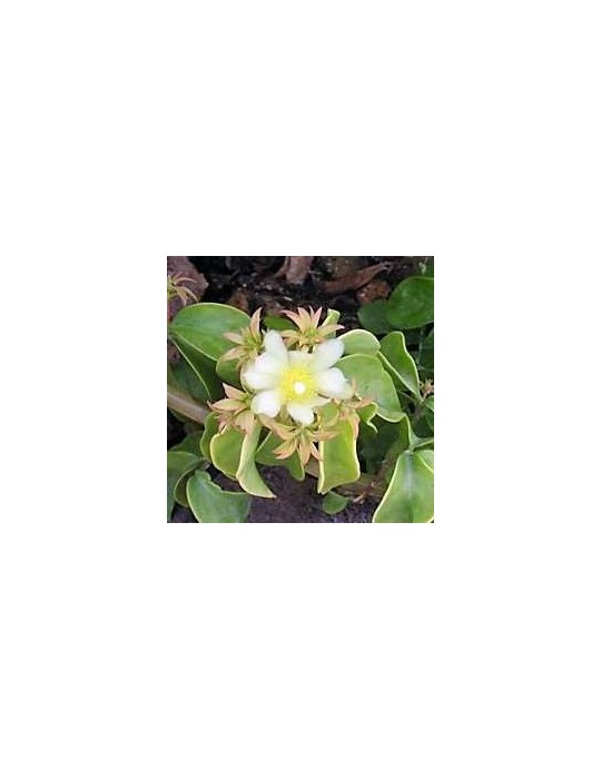 PERESKIA aculeata cv. godssefiana