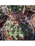 HAMATOCACTUS longihamathus