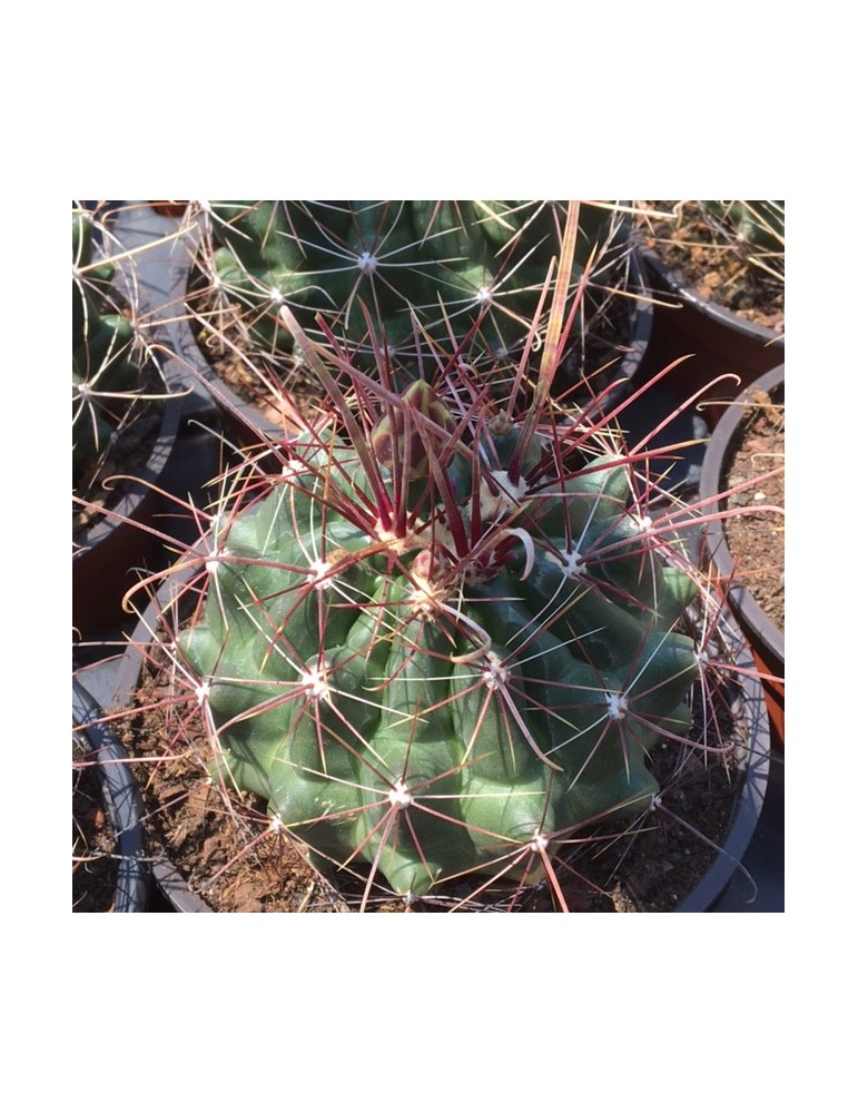 HAMATOCACTUS longihamathus