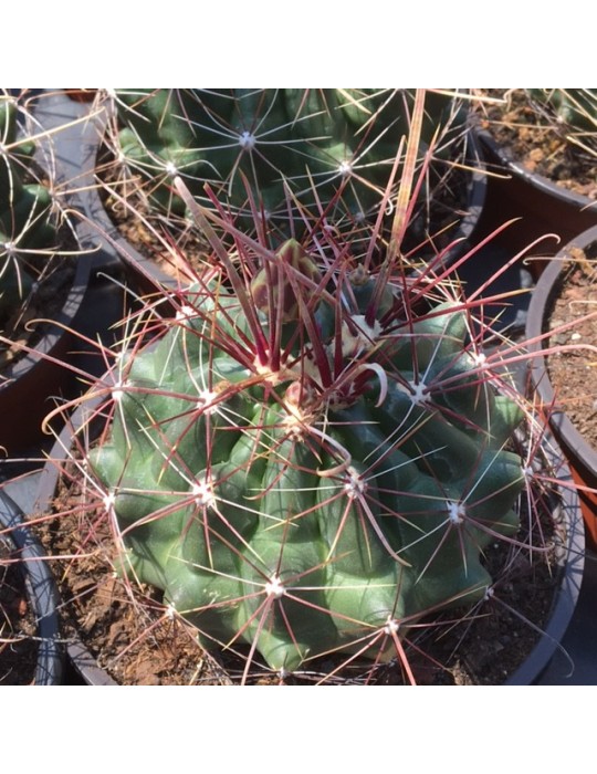 HAMATOCACTUS longihamathus