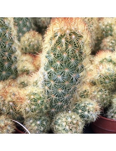 MAMMILLARIA elongata