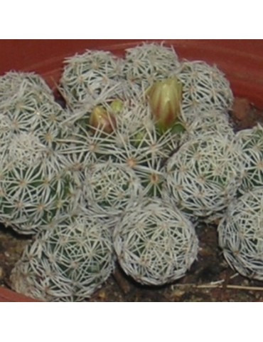 MAMMILLARIA gracilis