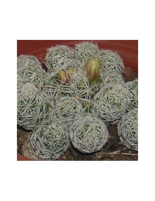 MAMMILLARIA gracilis