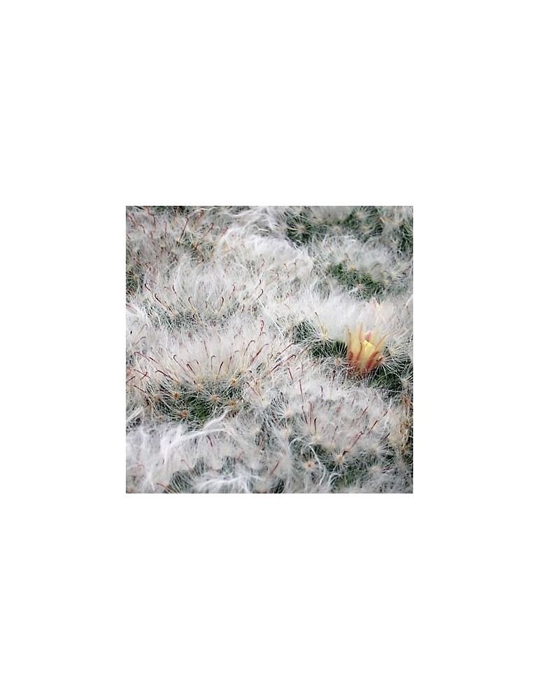 MAMMILLARIA bocasana