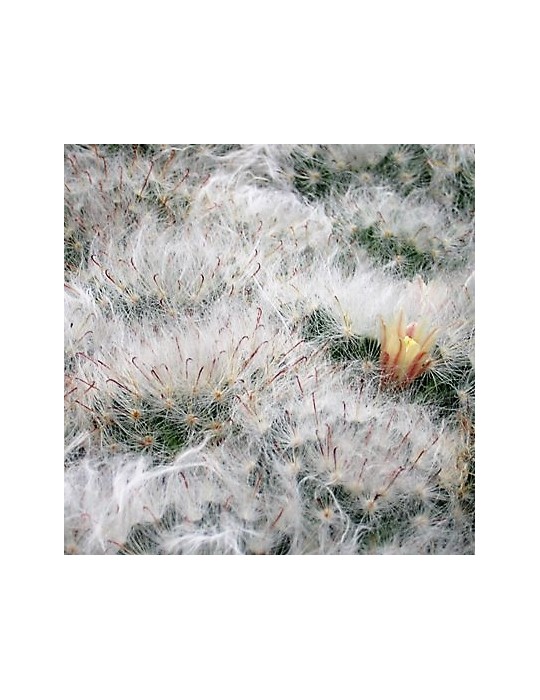 MAMMILLARIA bocasana