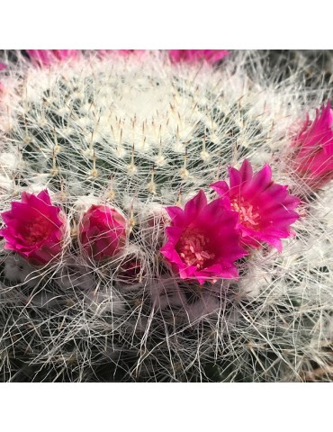 MAMMILLARIA hahniana