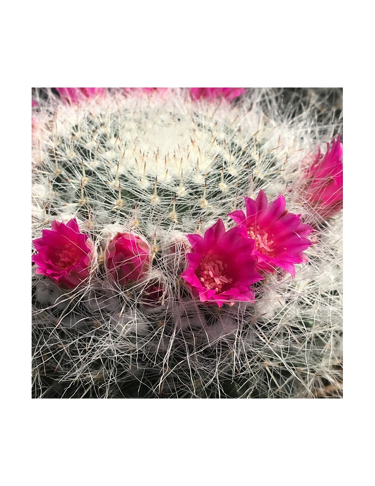 MAMMILLARIA hahniana