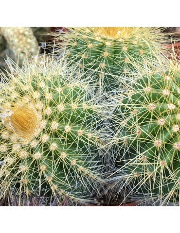 NOTOCACTUS warasii