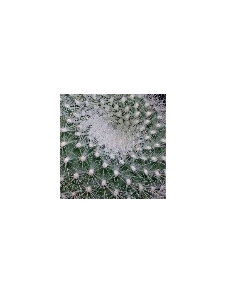 BRASILICACTUS haselbergii