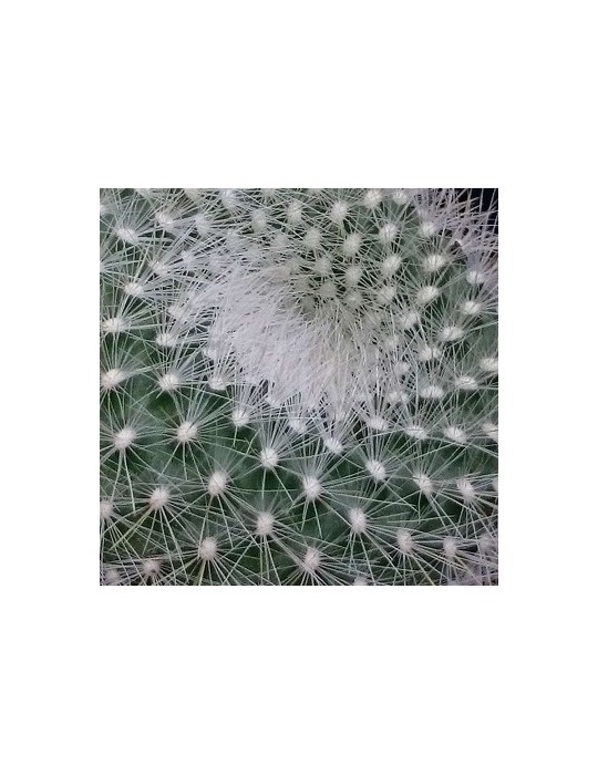 BRASILICACTUS haselbergii