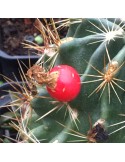 HAMATOCACTUS setispinus