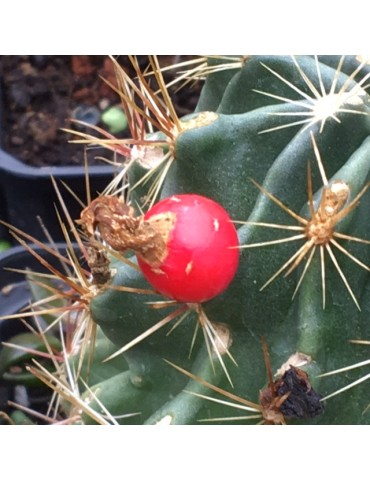 HAMATOCACTUS setispinus v. orcuttii