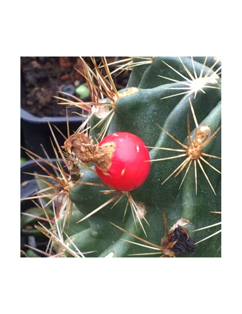 HAMATOCACTUS setispinus