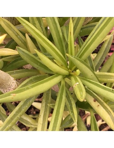 PEPEROMIA ferreyrae