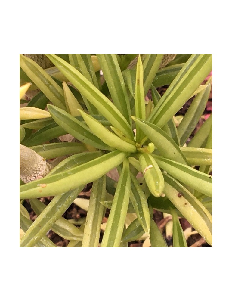 PEPEROMIA ferreyrae