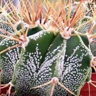 Les cactus par Genre