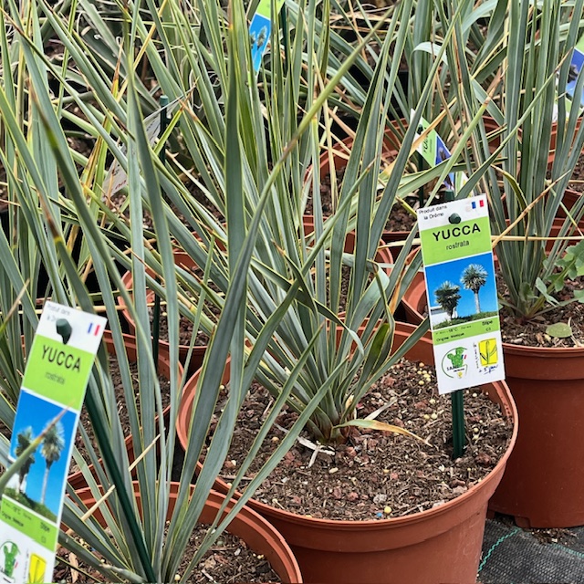 yucca rostrtata C3.jpg